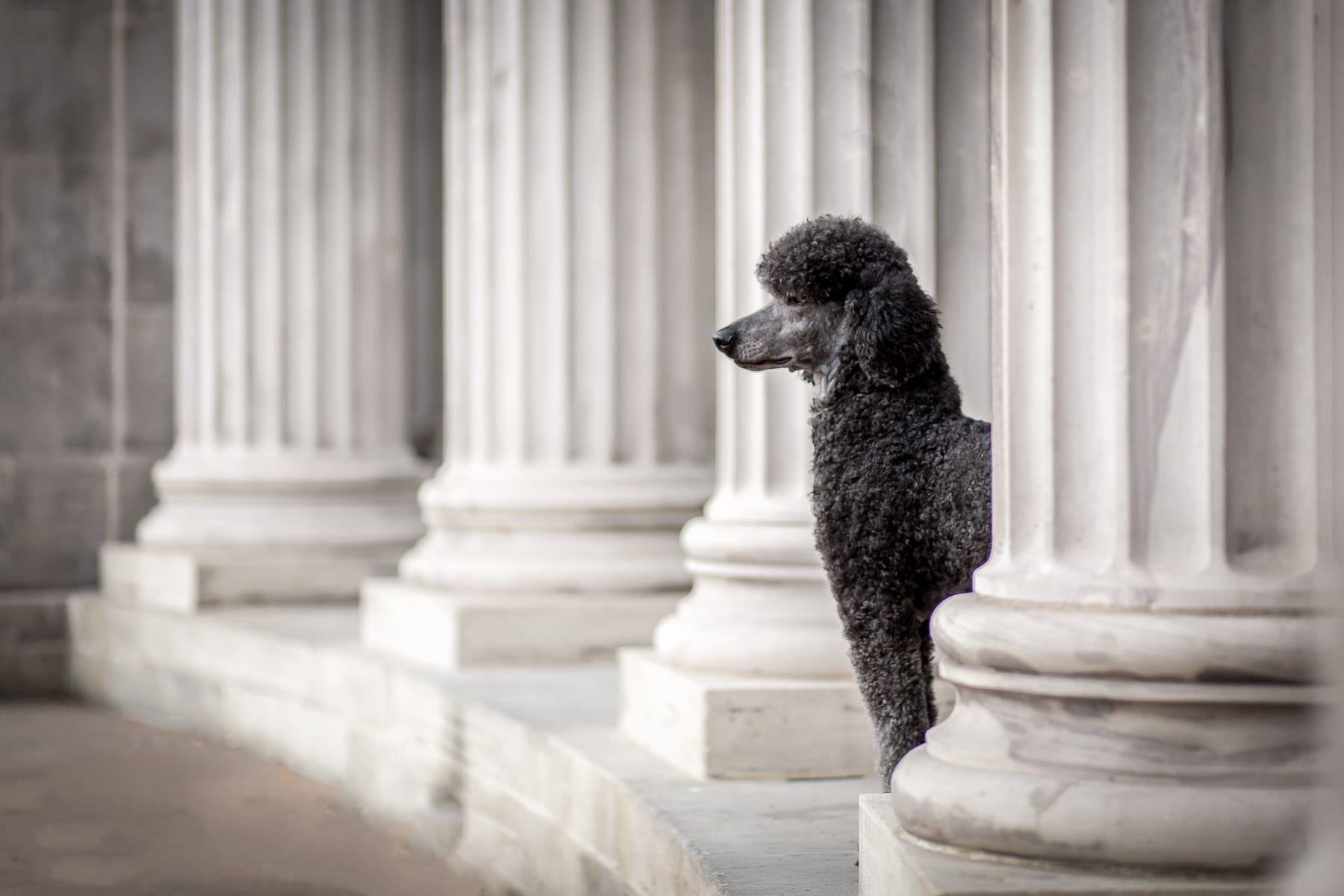 A black Standard Poodle standing in profile beside the stone columns of a classical building
