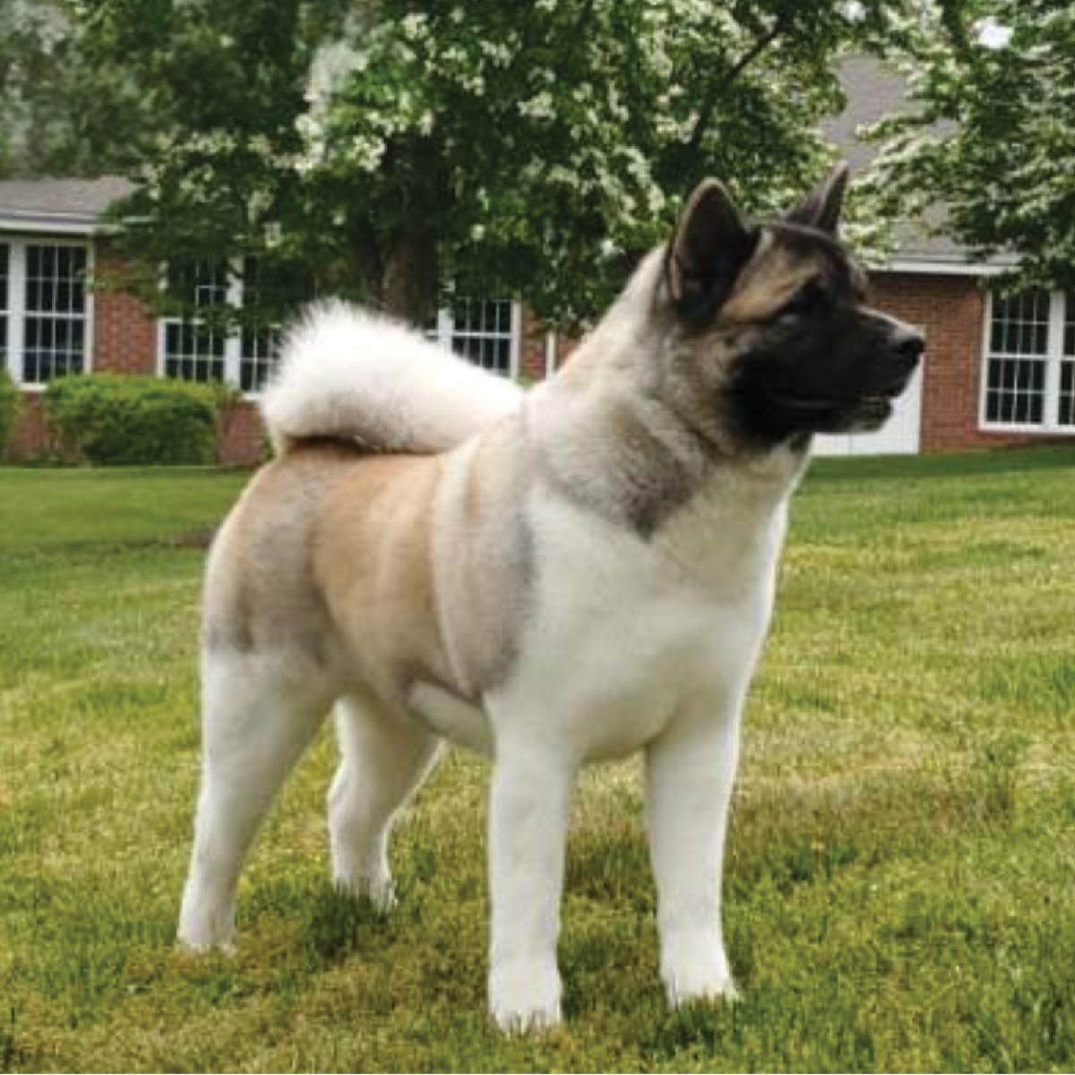 Akita