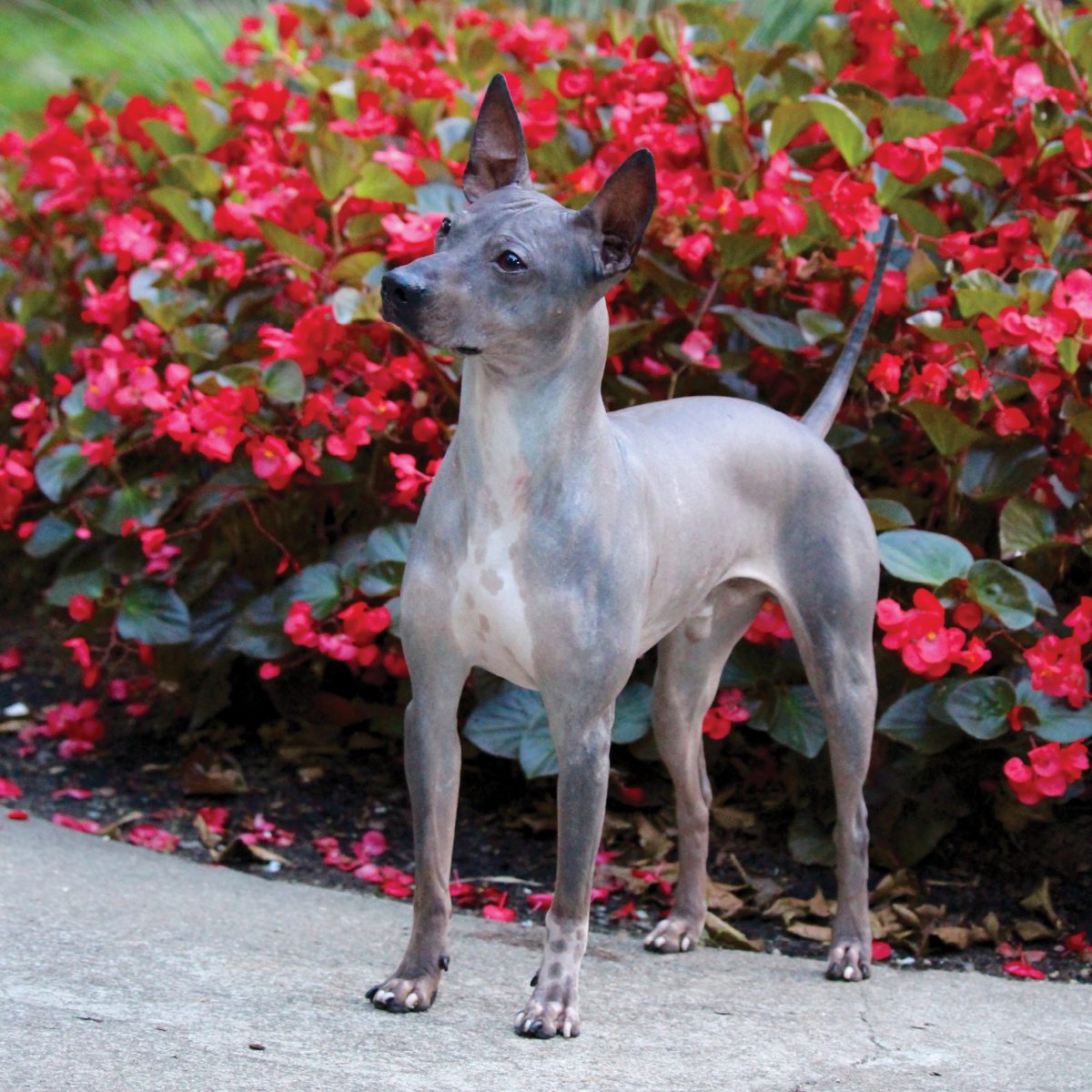 American Hairless Terrier
