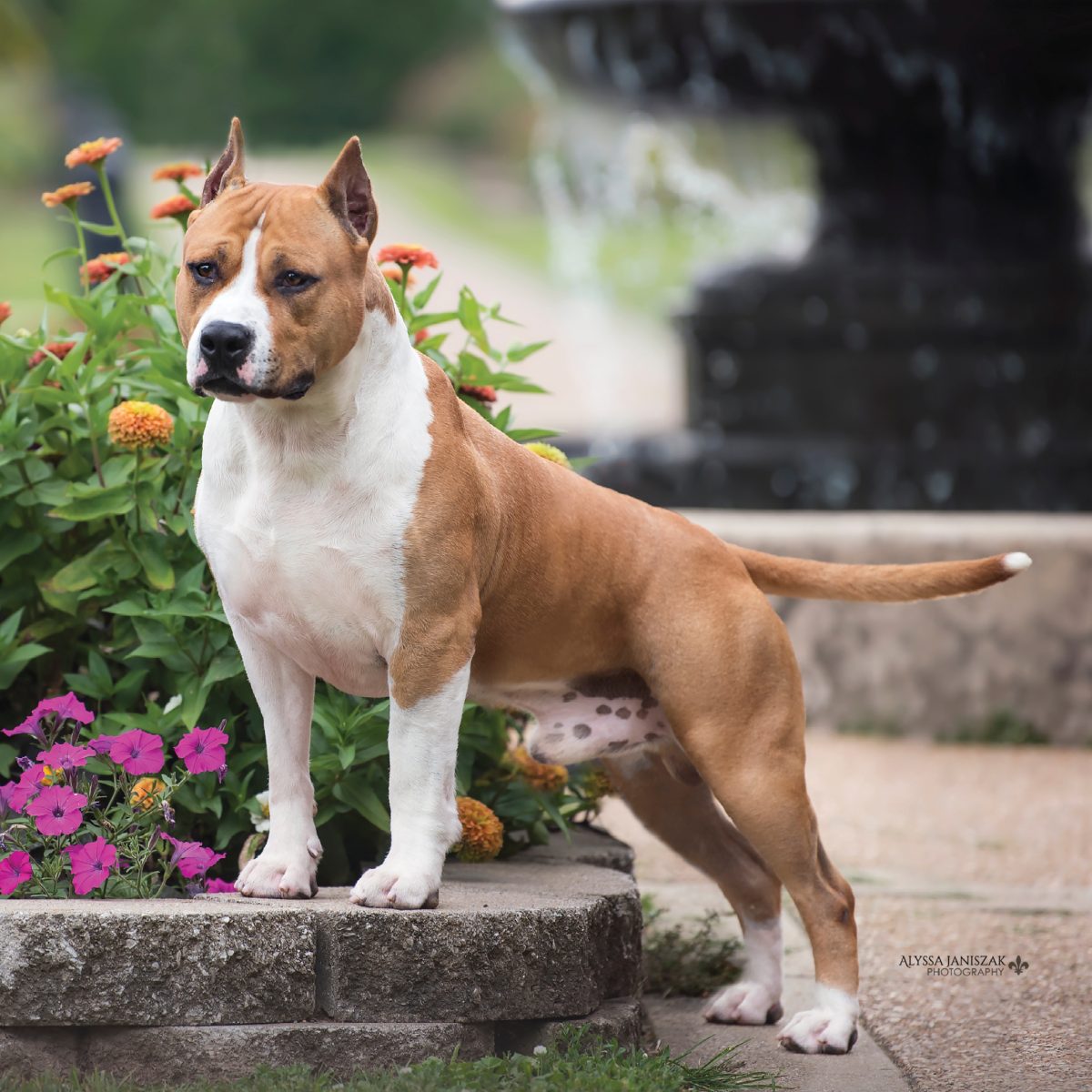 American Staffordshire Terrier