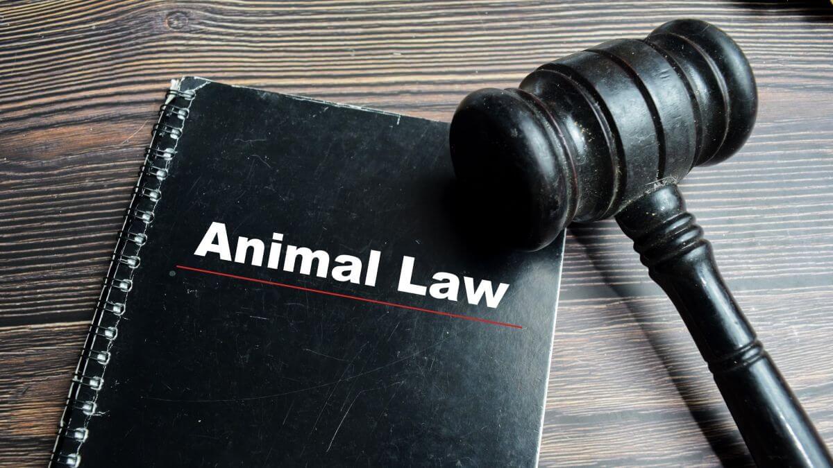 Concept of animal law write on book isolated on wooden table