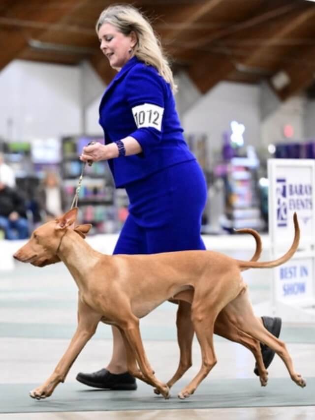 Heather Bakko at a dog show