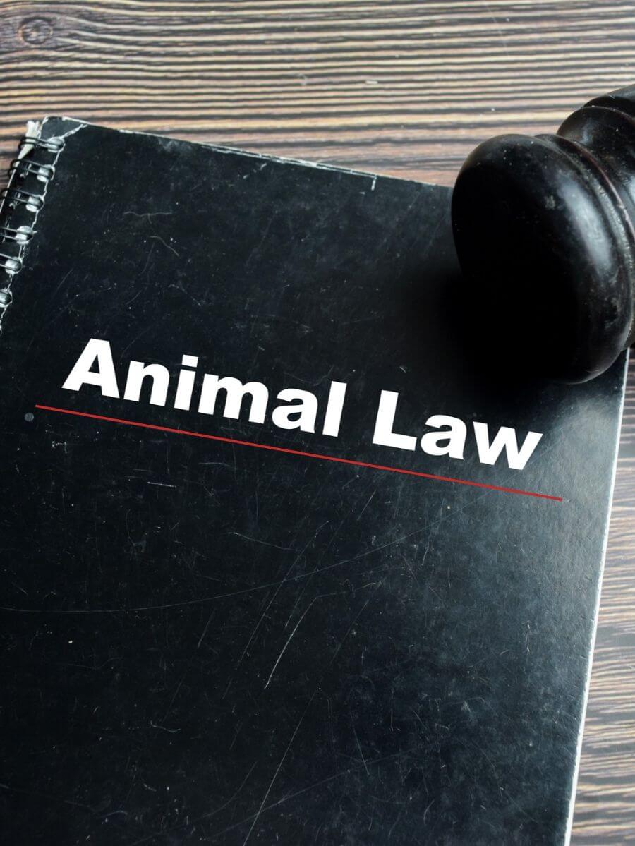 Concept of animal law write on book isolated on wooden table