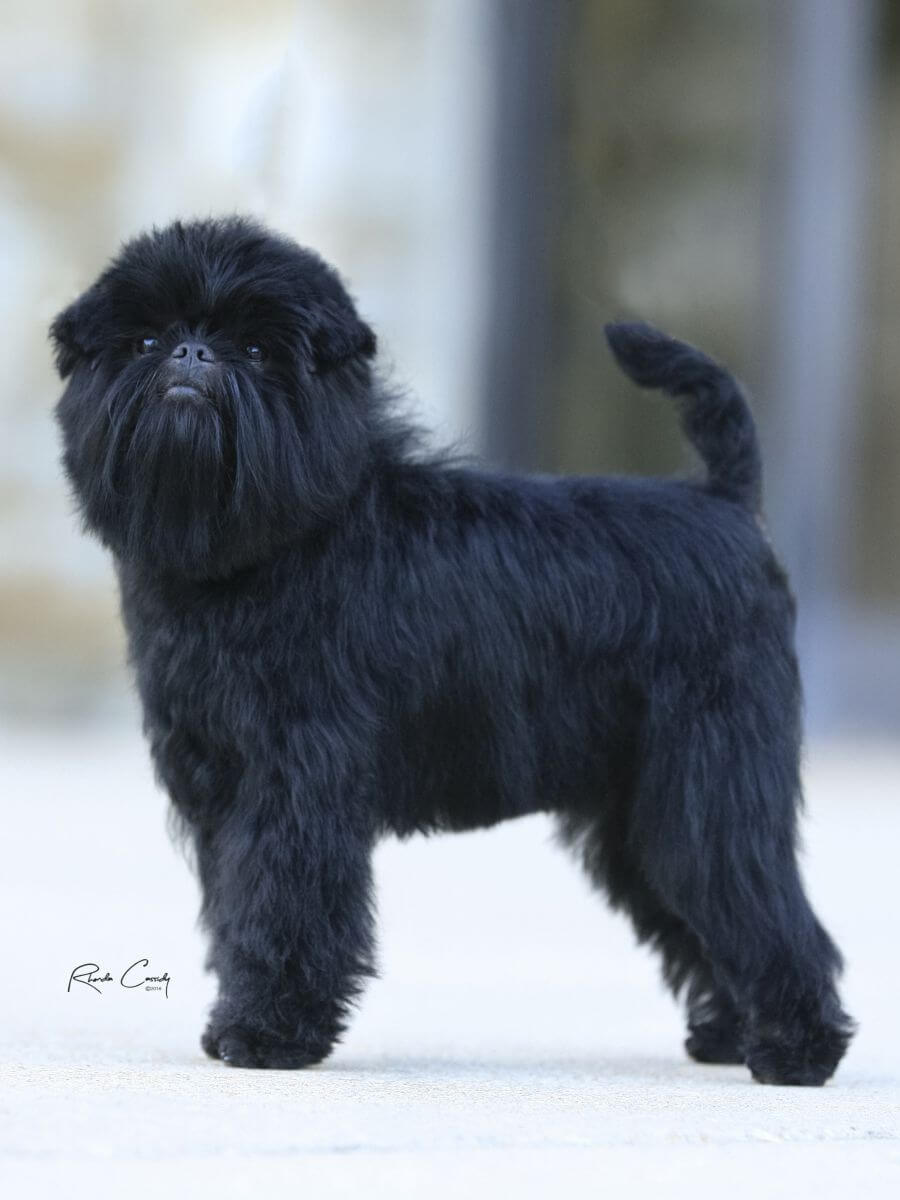 Affenpinscher photo courtesy of Doyle Girouard