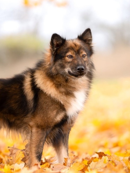 Nenets Laika