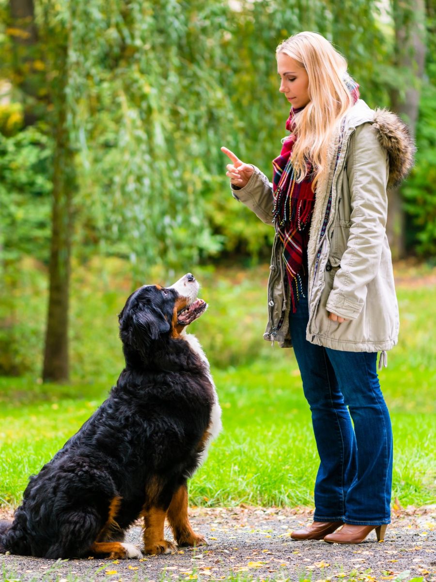 Girl in autumn park training her dog in obedience giving the sit command