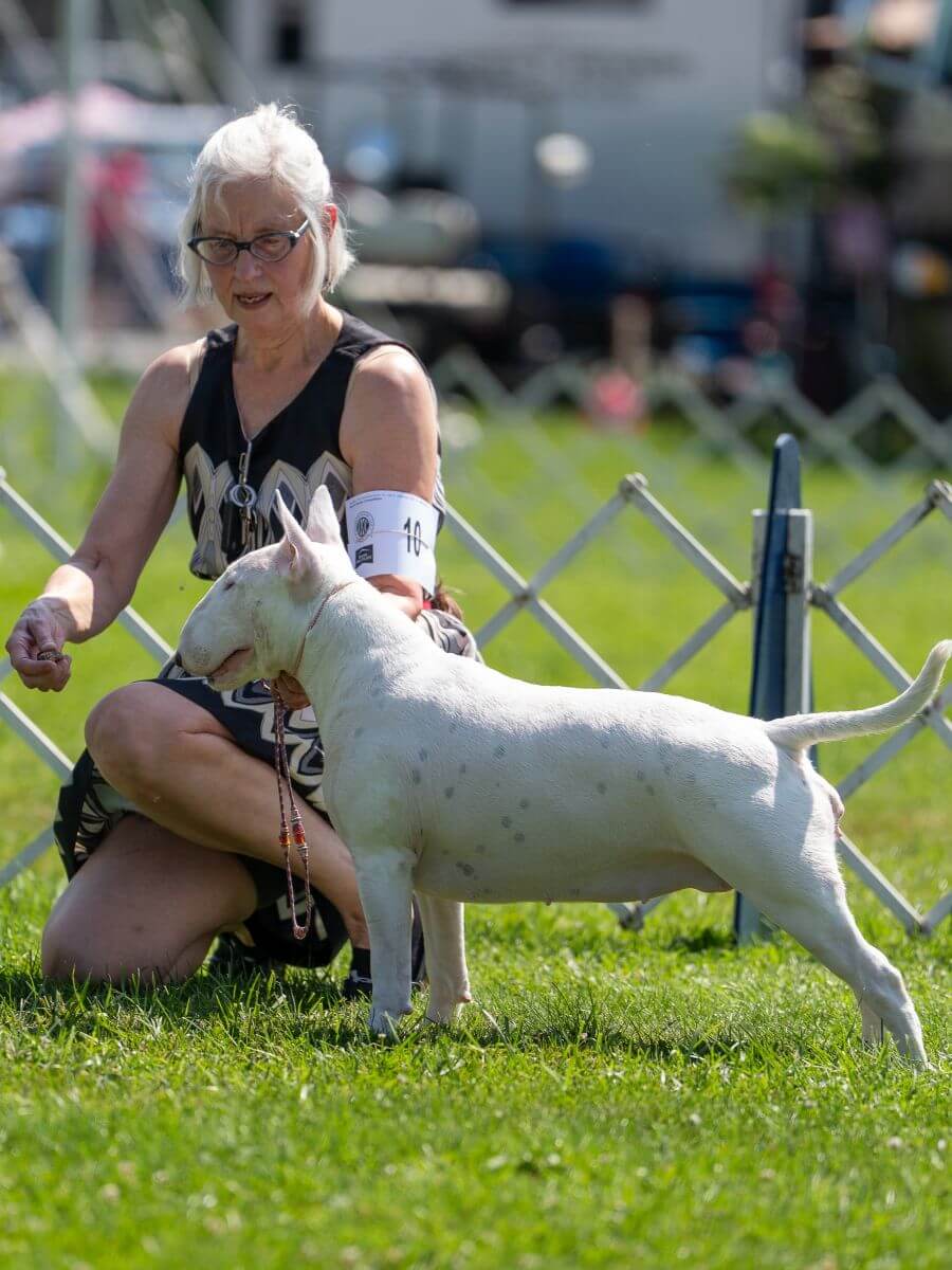 The author showing her Bull Terrier, CH Apprentice Dancin The Cha Cha TKN CGN, age two.