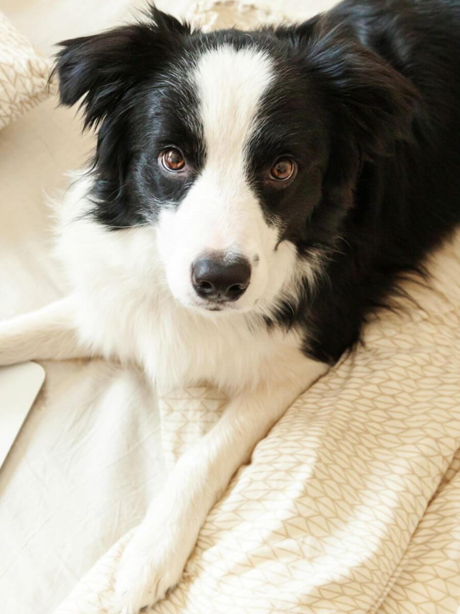 Border Collie on bed working surfing browsing internet using laptop pc computer at home indoor.